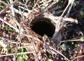 Geolycosa missouriensis